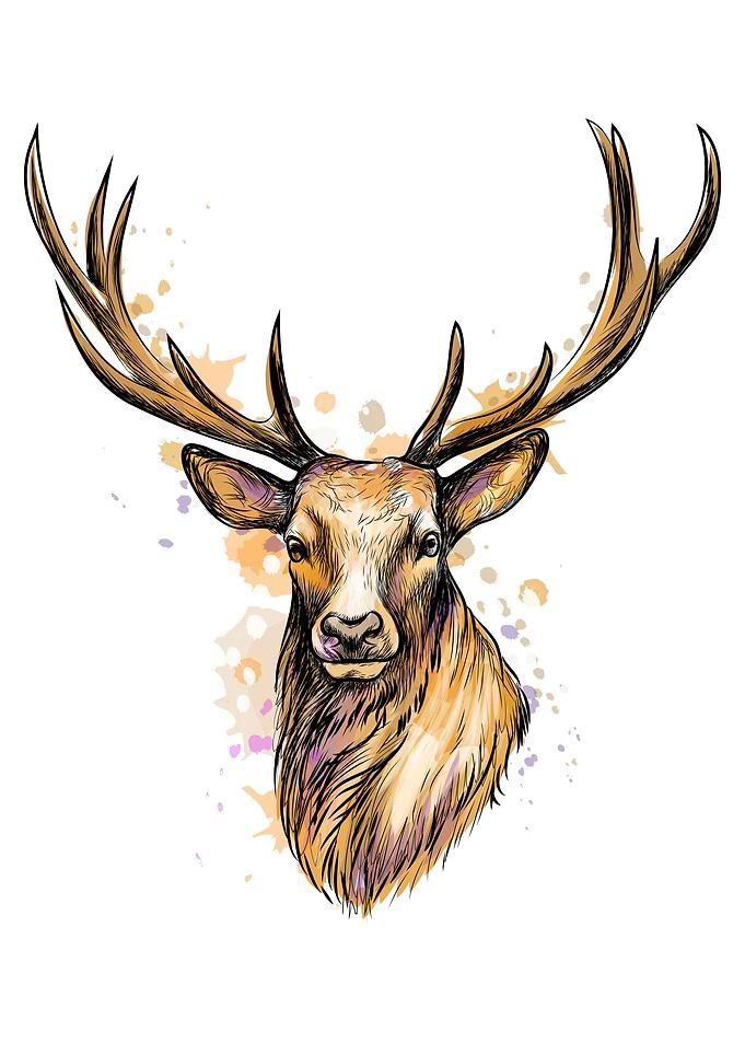 Portrait of a deer