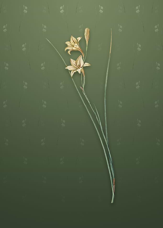 Gladiolus on Lunar Green