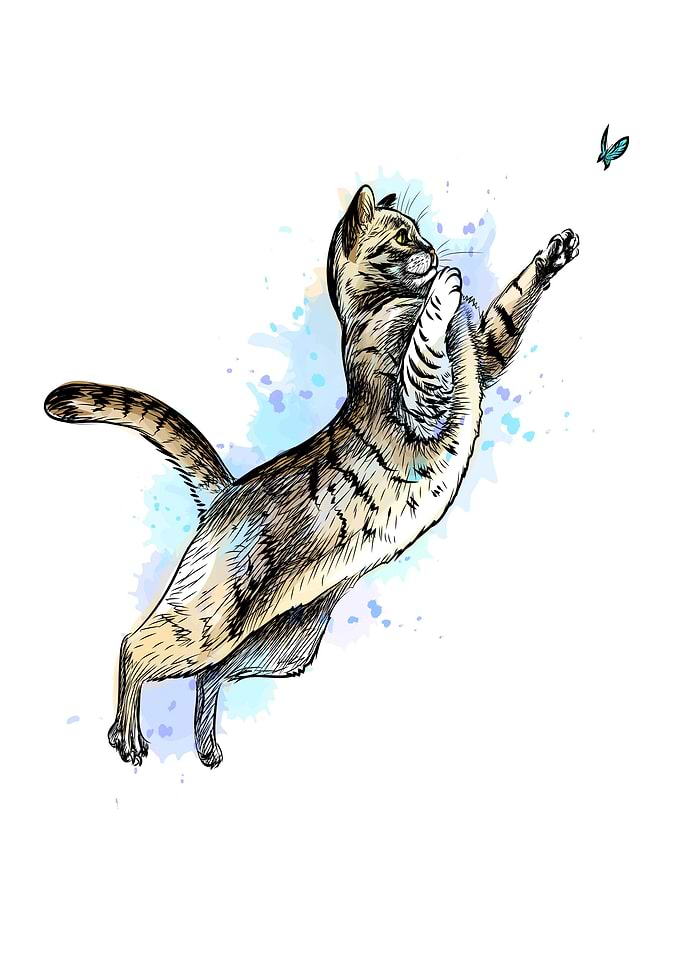 Cat with a butterfly