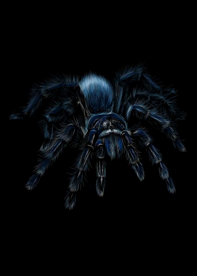 tarantula grammostola