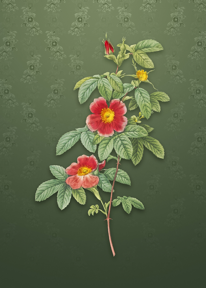 Vintage Single May Rose