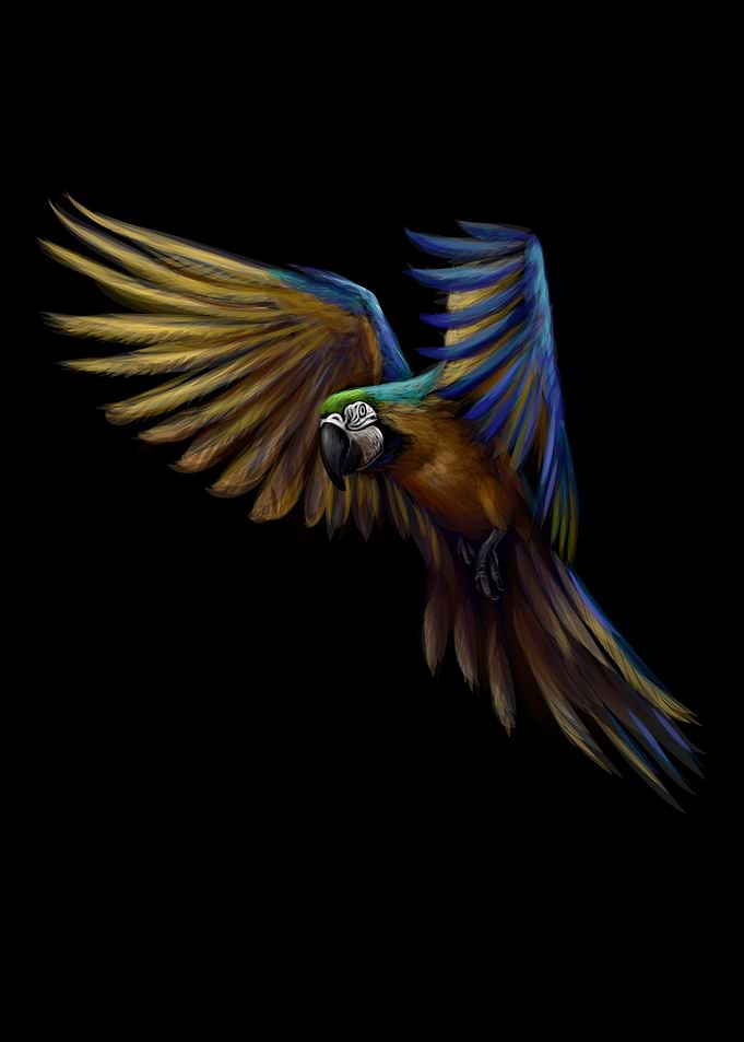blue and yellow macaw