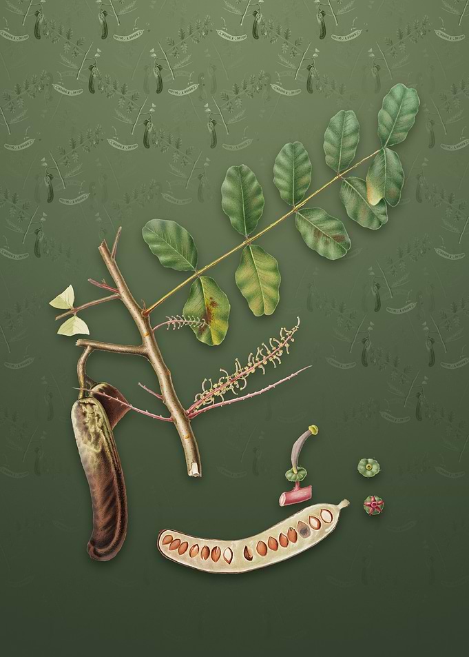 Carob on Lunar Green