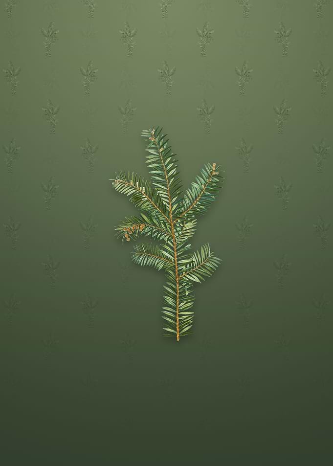 Vintage English Yew