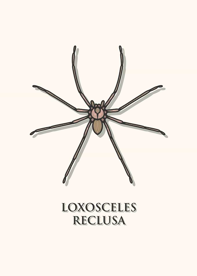 Brown Recluse Spider