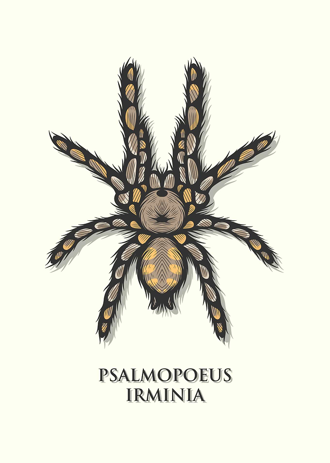Venezuelan Tiger Tarantula