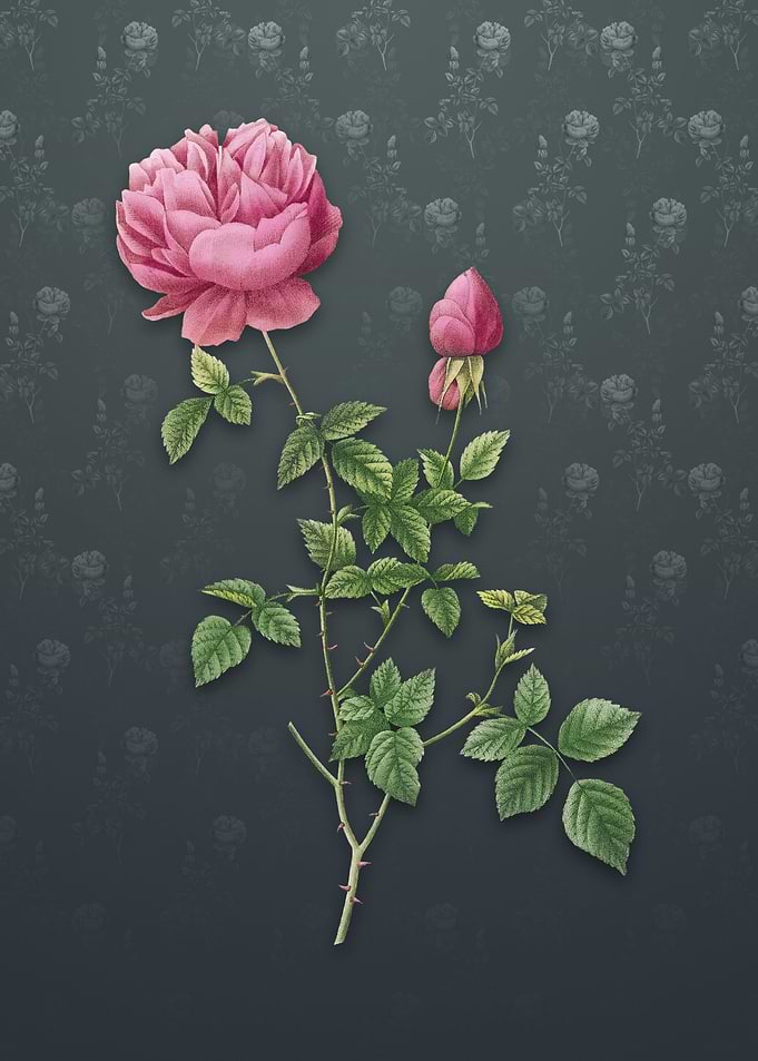 Pink Autumn China Rose