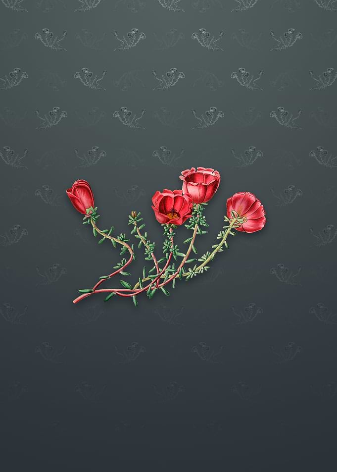 Gillies Purslane Flower