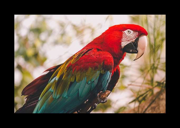 Parrot
