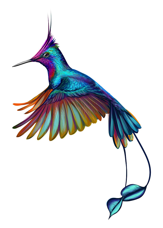 Hummingbird watercolor