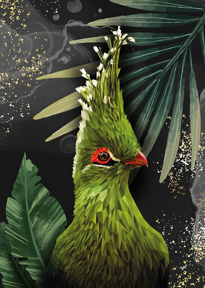 Schalows turaco