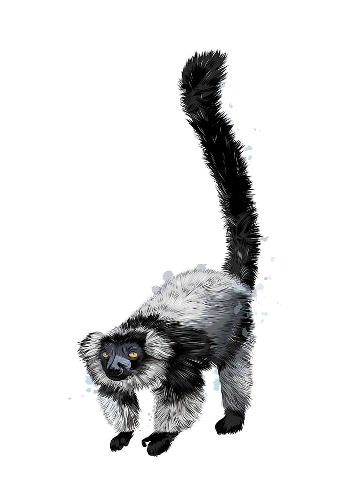Black lemur watercolor
