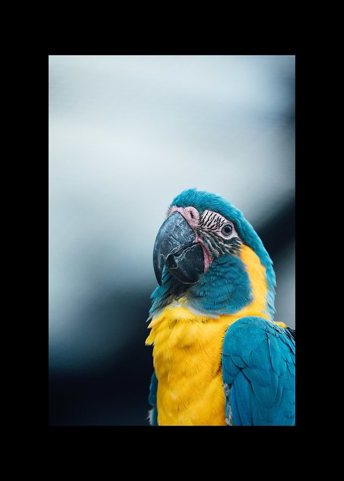 Parrot