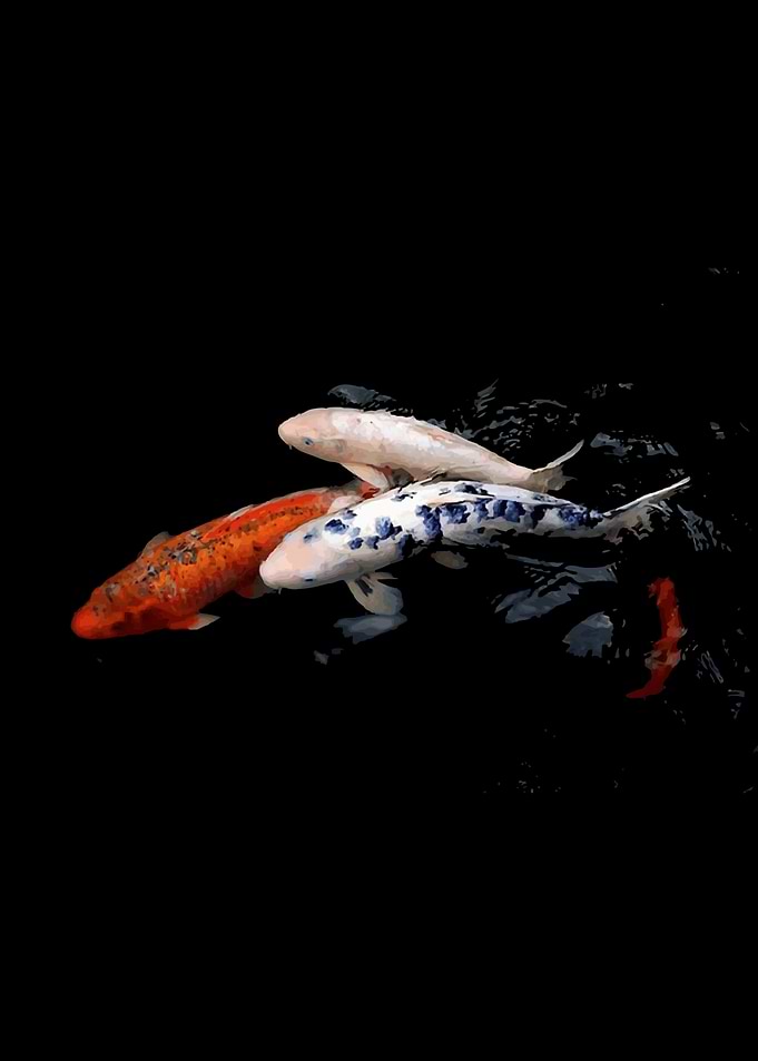 koi carp
