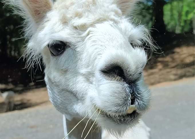 Crazy Llama