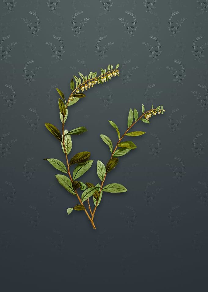 Andromeda Marginata Bloom