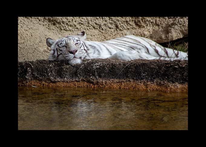 White Tiger
