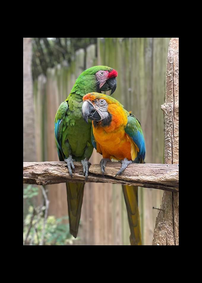 Parrot