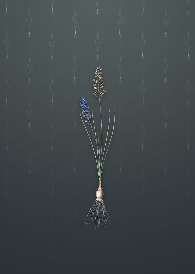 Vintage Autumn Squill