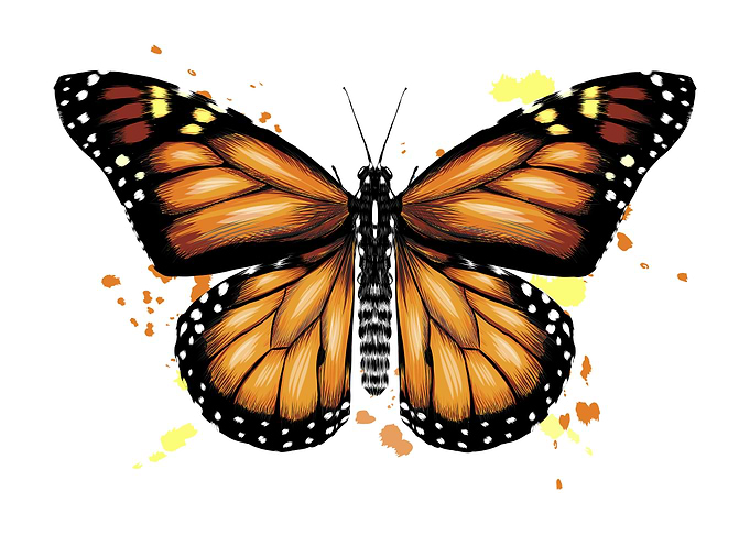Butterfly watercolor