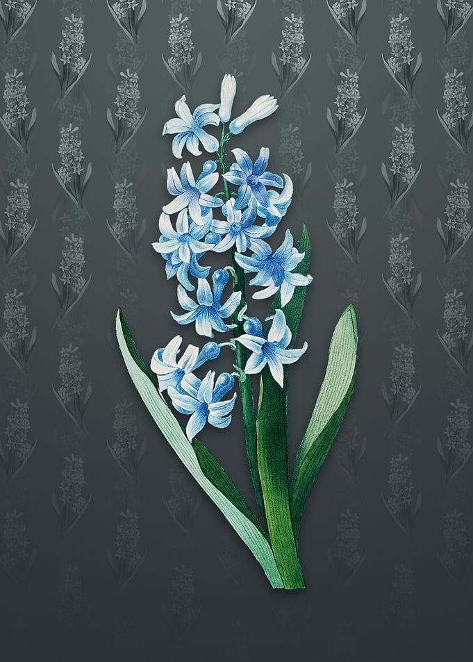 Vintage Dutch Hyacinth