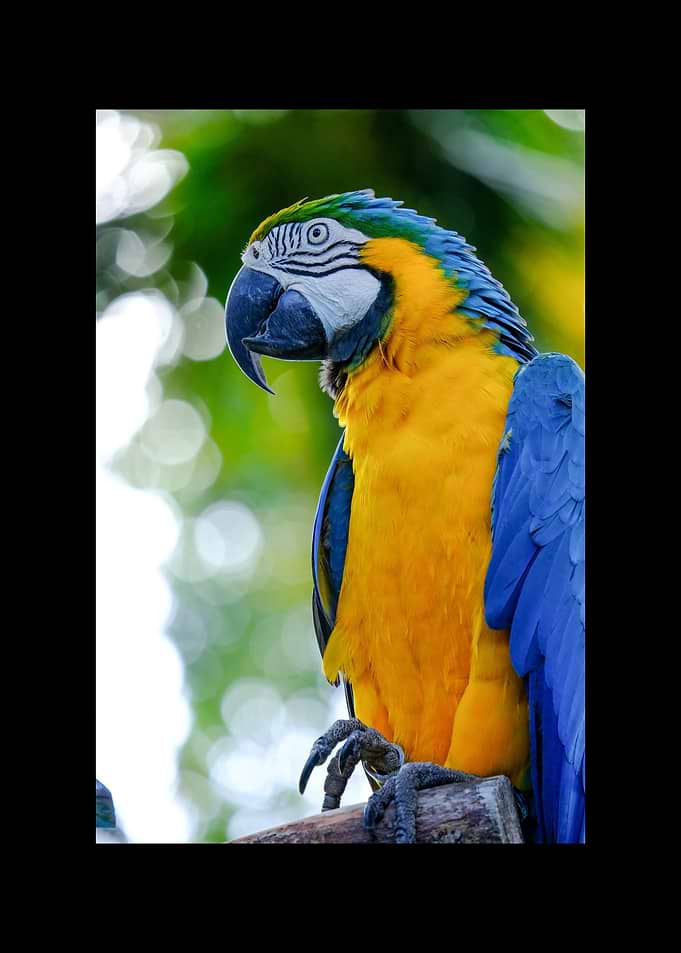 Parrot