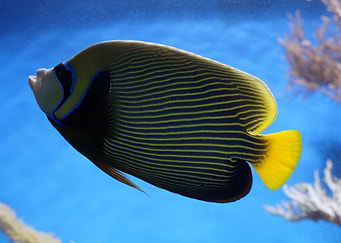 Beauty Underwater