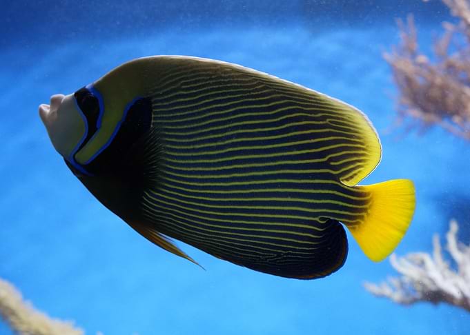 Beauty Underwater