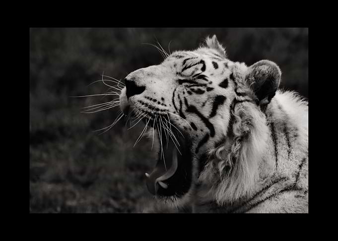 White Tiger