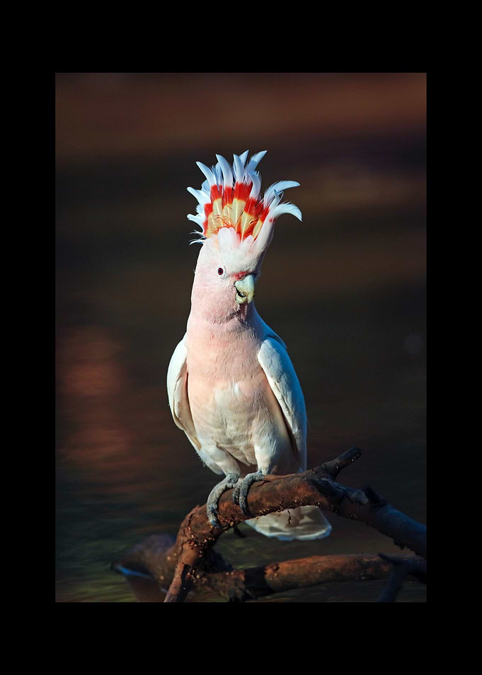 Parrot