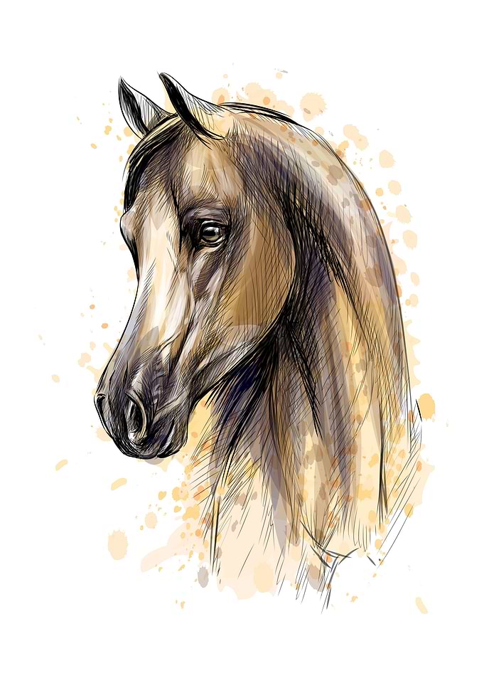 Horse head portrait