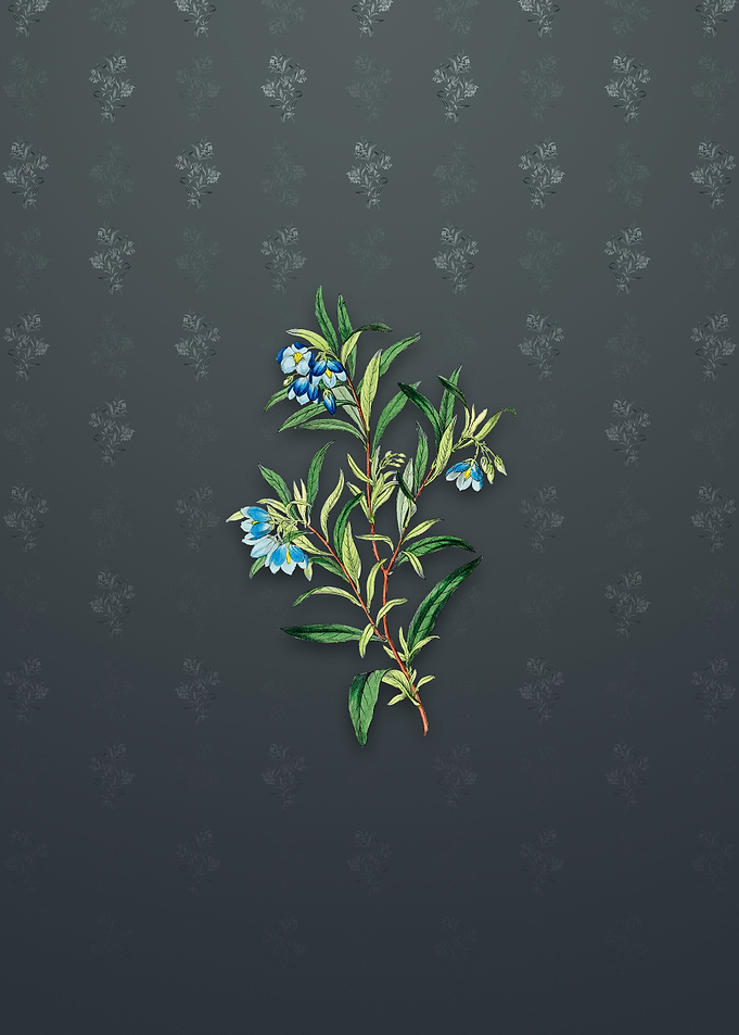 Blue Narrow Leaf Sollya