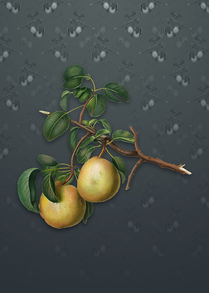 Vintage Pear on Slate Gray