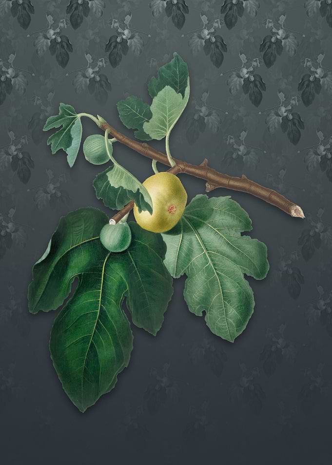 Vintage Fig on Slate Gray
