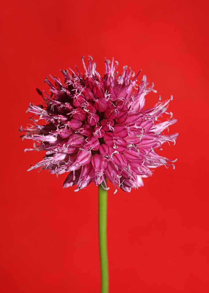 Flower blossom background