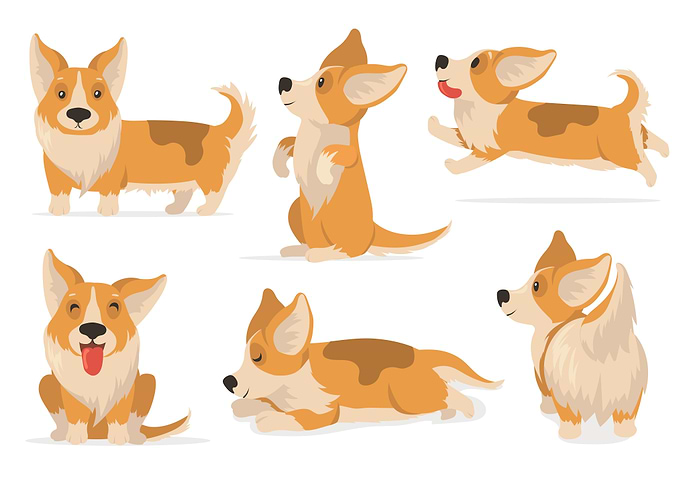 Friendly corgi