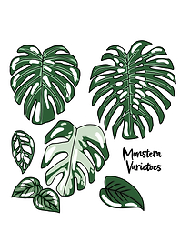 Monstera varieties set