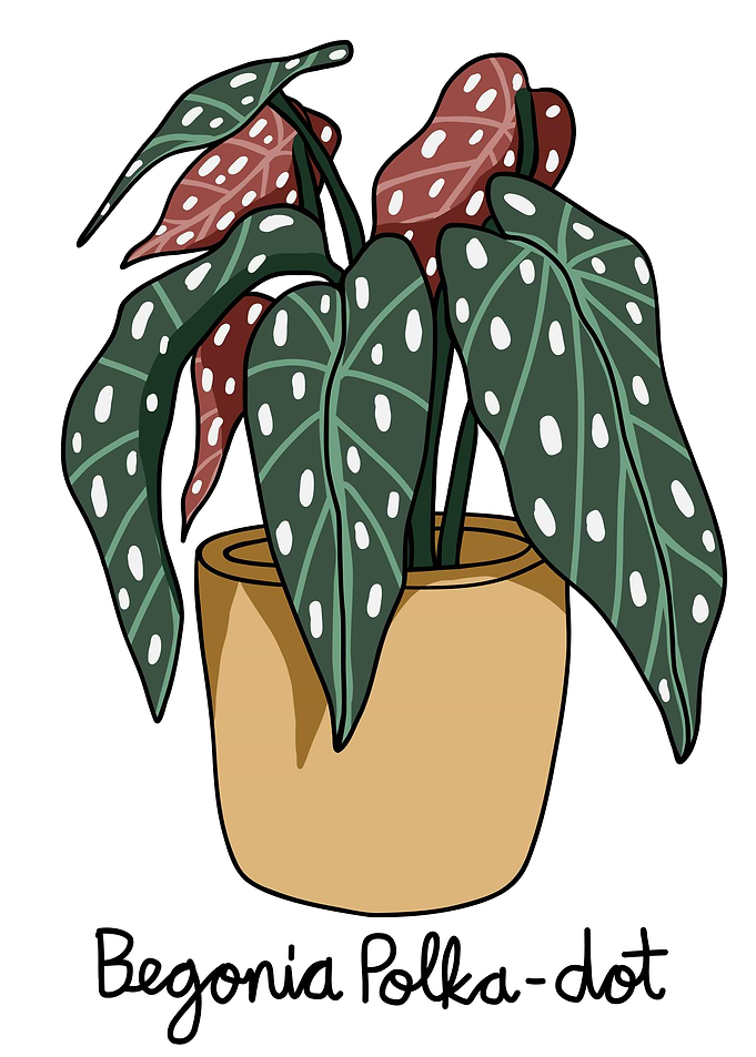 Begonia Polka Dot plant