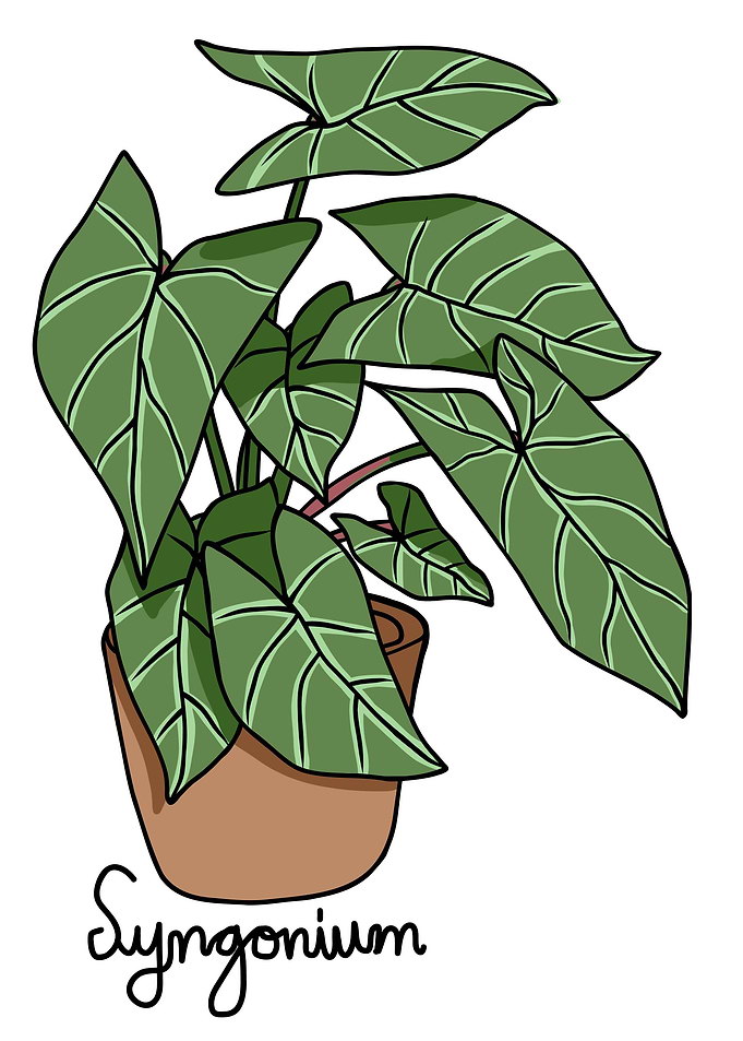 Syngonium plant