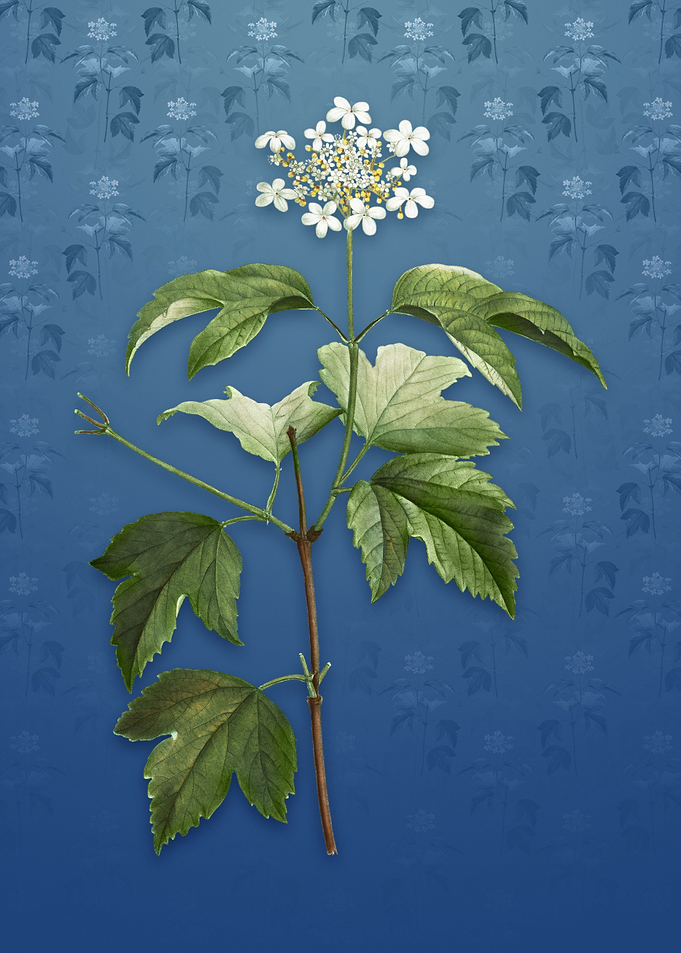 Vintage Guelder Rose