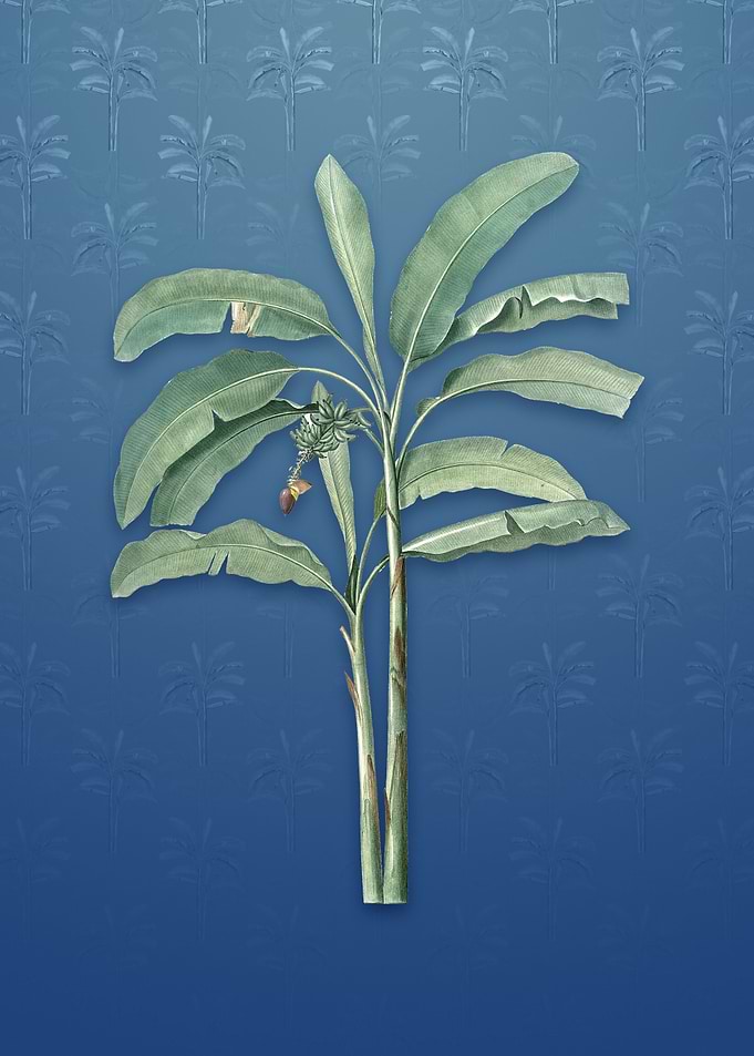 Vintage Banana Tree