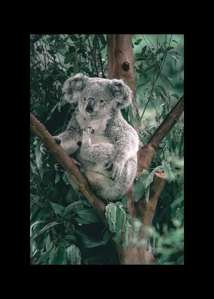 Koala