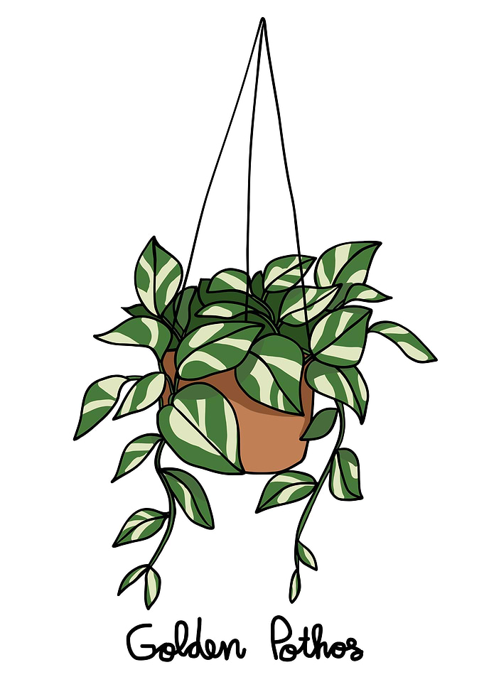 Golden Pothos plant