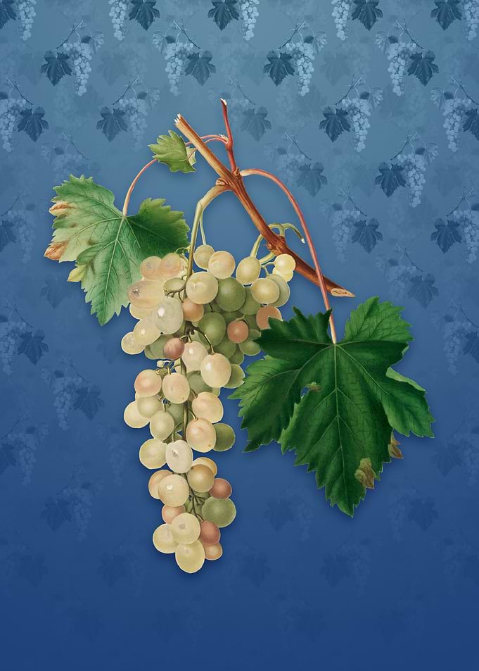 Vintage Muscat Grape