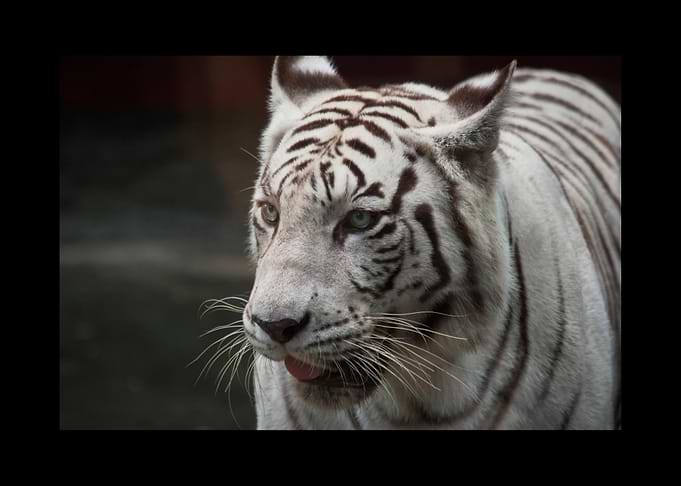 White Tiger