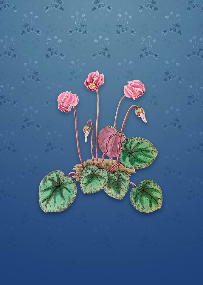 Shore Cyclamen Flower