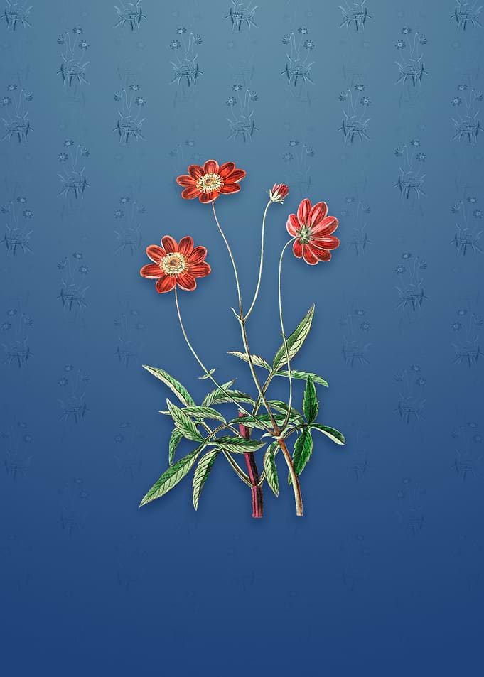 Vintage Cosmos Flower