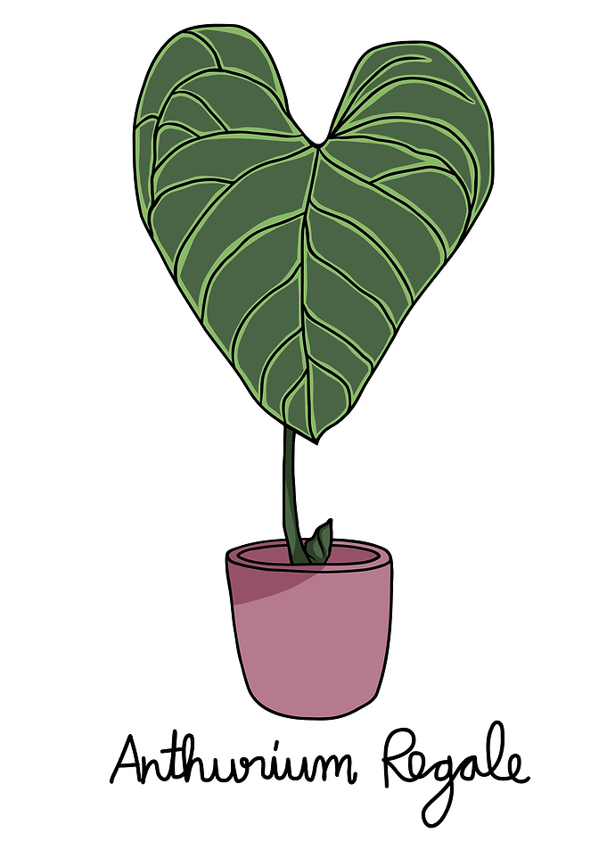 Anthurium Regale plant