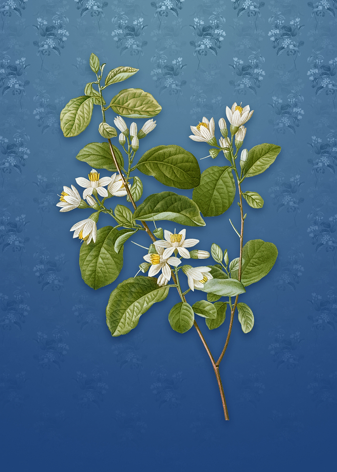 Vintage Snowdrop Bush