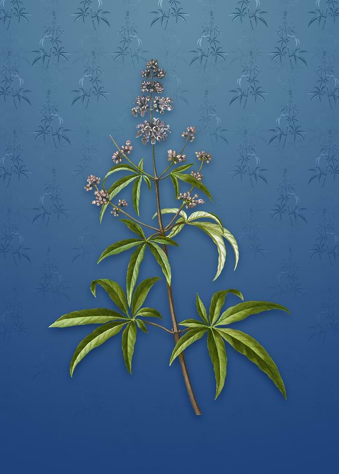Vintage Chaste Tree
